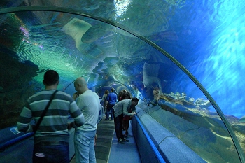 Самый большой океанариум в ленинградской области